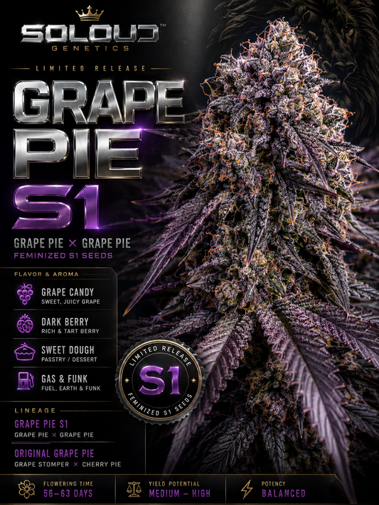GRAPE PIE S1 SEEDS