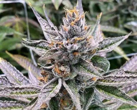 GRAPE PIE SEEDS