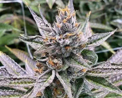 GRAPE PIE SEEDS