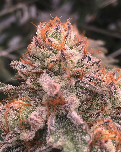 GRAPE PIE STRAIN