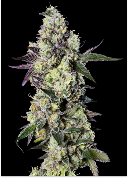 Galeto 33 S1 Strain Feminized Seeds