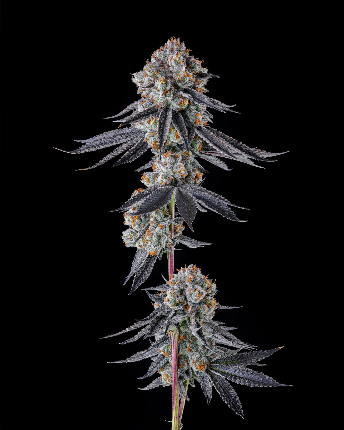 Gastro Funk (Gastro Pop #5 x Black Amber) FEM