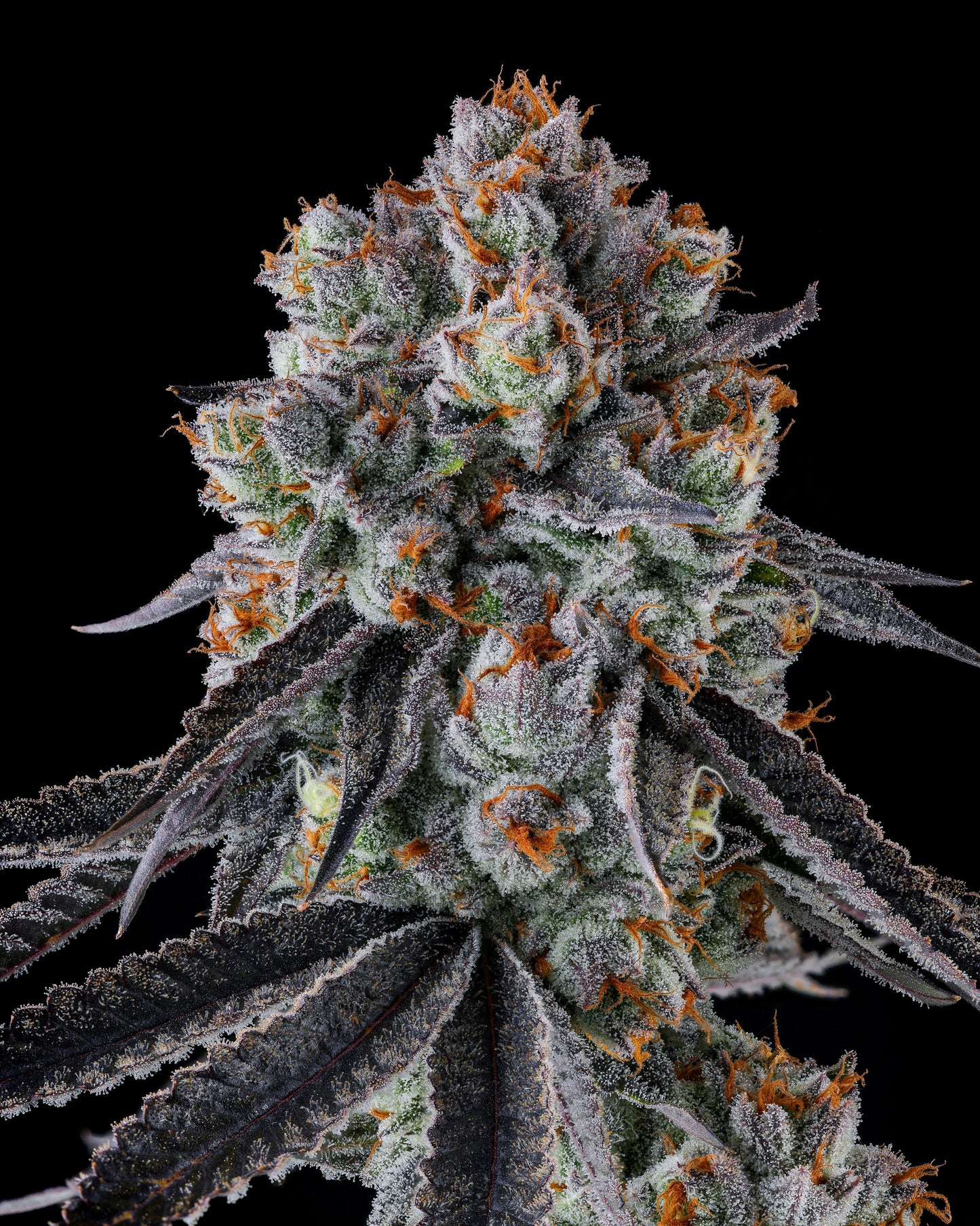 GASTRO FUNK FEMINIZED SEEDS COMPOUND GENETICS