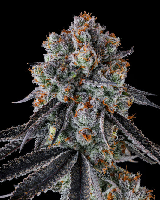 GASTRO FUNK FEMINIZED SEEDS COMPOUND GENETICS