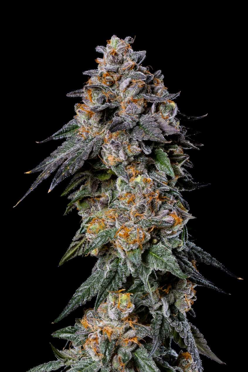 Gelato 41 Bacio Gelato Strain Feminized Seeds