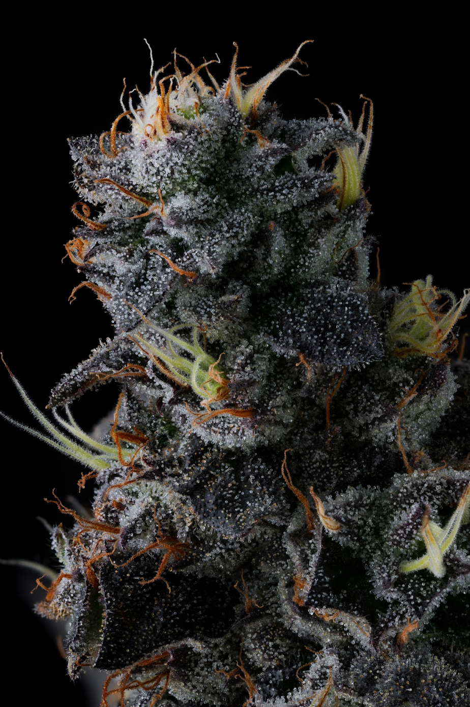 GIGGIN' GRAPES (FEM)