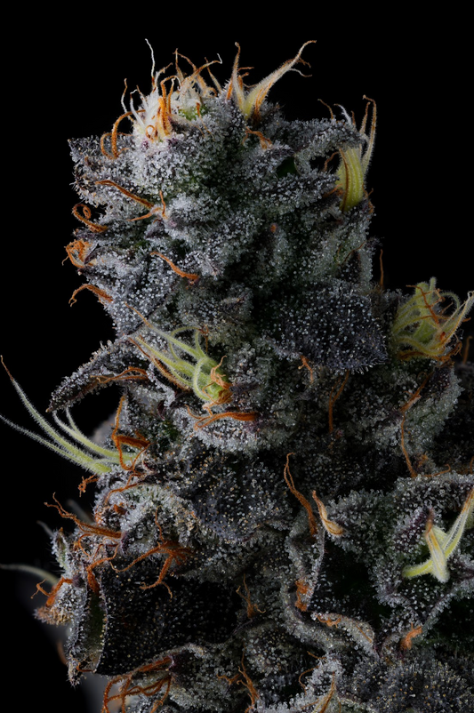 GIGGIN' GRAPES (FEM)