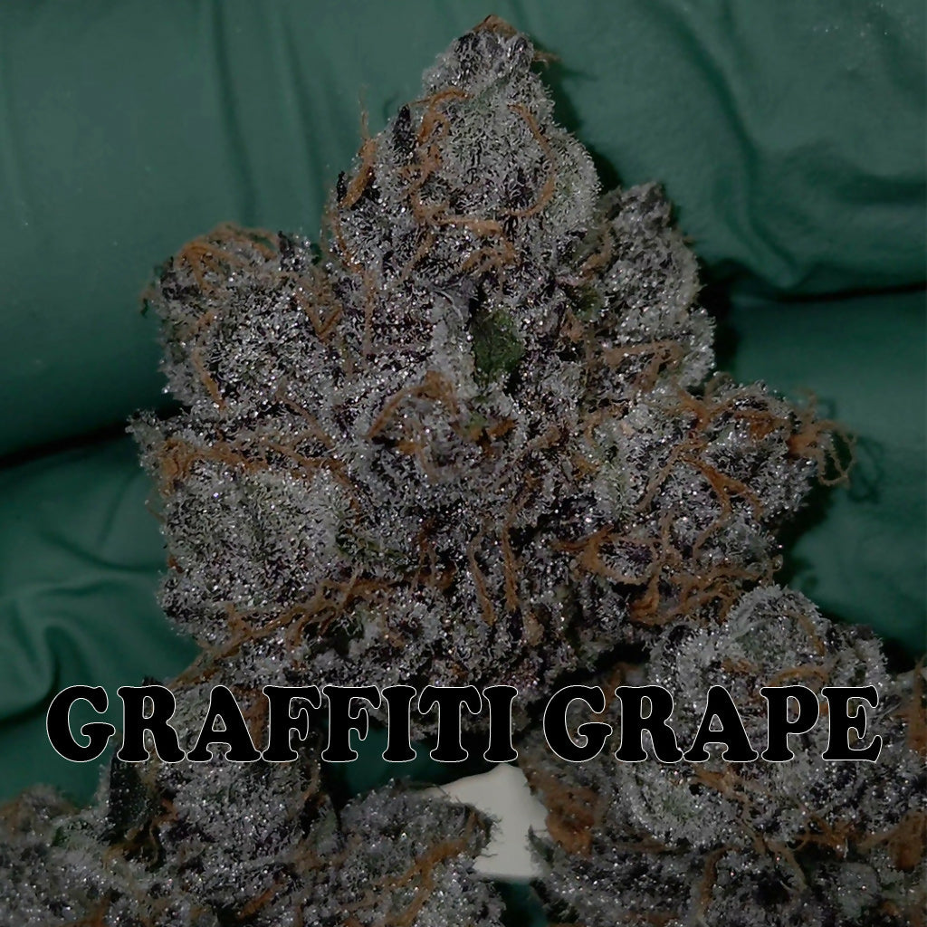 Graffiti Grape (10+ Fem seeds)