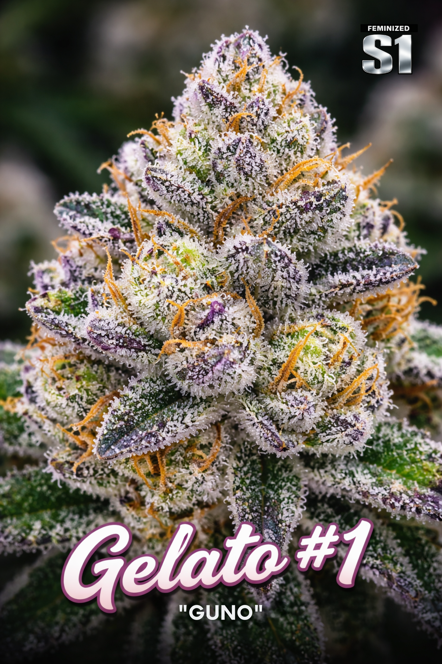 Guno Gelato #1 S1 Seeds