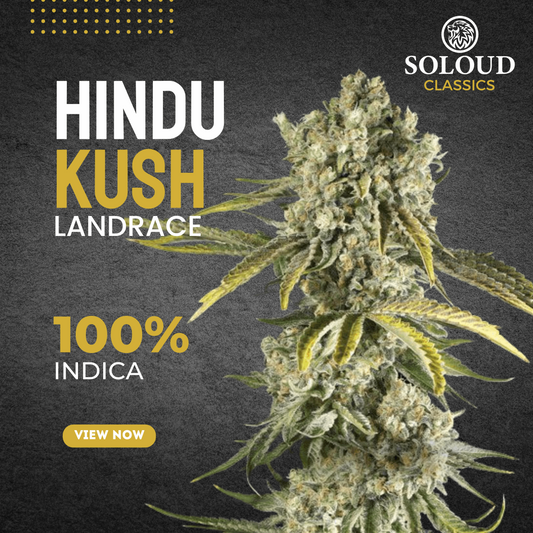 Hindu Kush Strain Feminized Cannabis Seeds Pure 100% Indica, Soloud Genetics