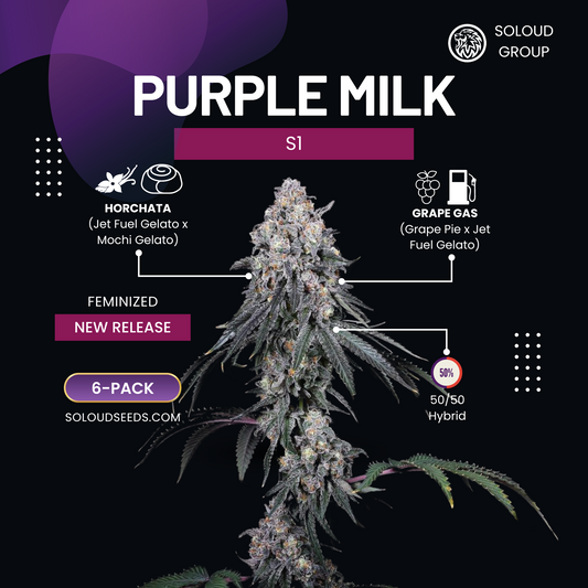 Purple Milk S1 feminized cannabis seeds