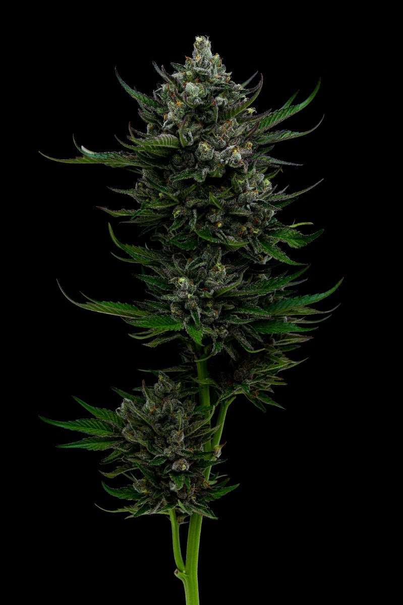ALL GAS OG FEM