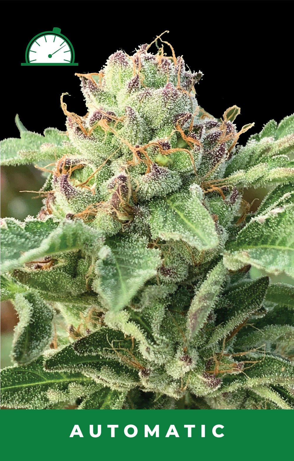 APPLE BLOSSOM AUTO AUTO FEM