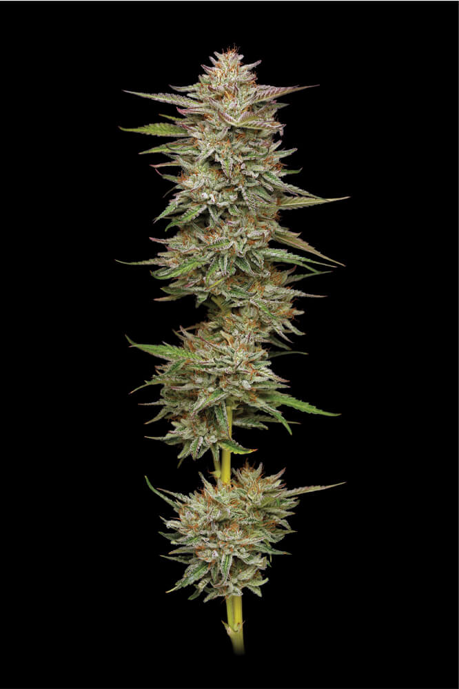 BANANA OG AUTO AUTO FEM