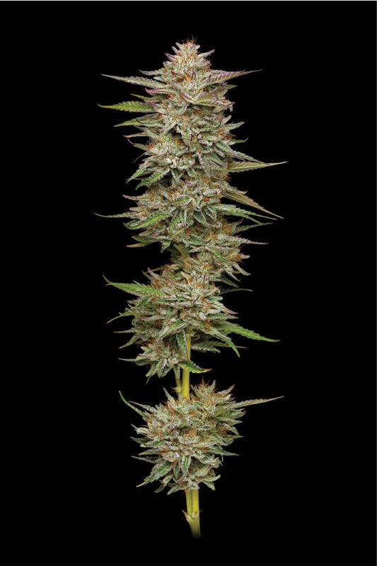 BANANA OG AUTO AUTO FEM