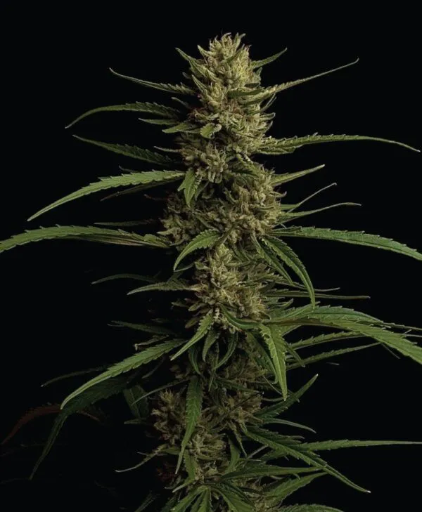 CARIBBEAN QUEEN FEM