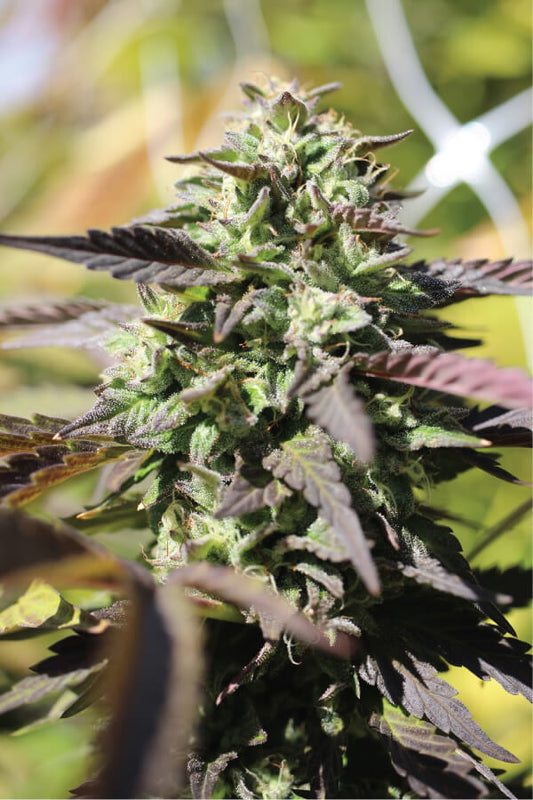 CHUNKADELIC AUTO AUTO FEM