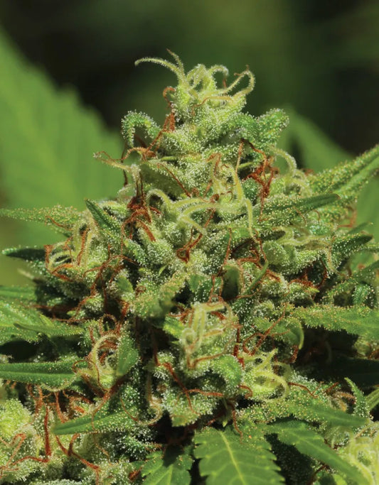 EMERALD FIRE OG AUTO AUTO FEM