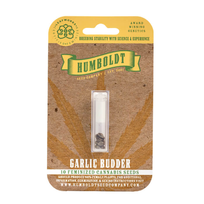 GARLIC BUDDER FEM