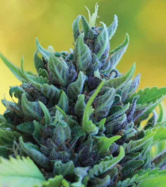 HUMBOLDT DREAM FEM
