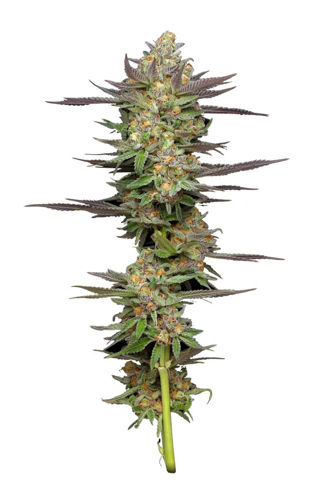 MINT JELLY AUTO AUTO FEM