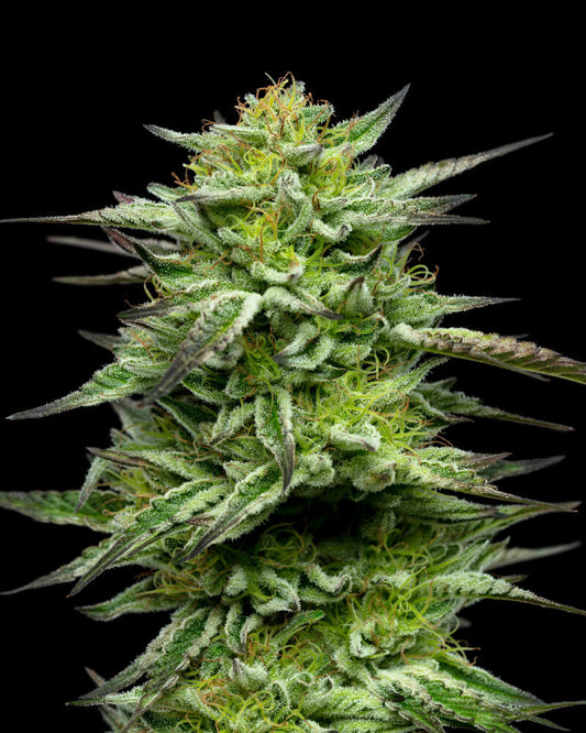 MOUNTAINTOP MINT FEM