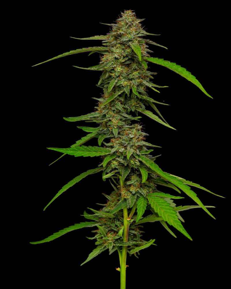 STRAWBERRY CHEESECAKE FEM
