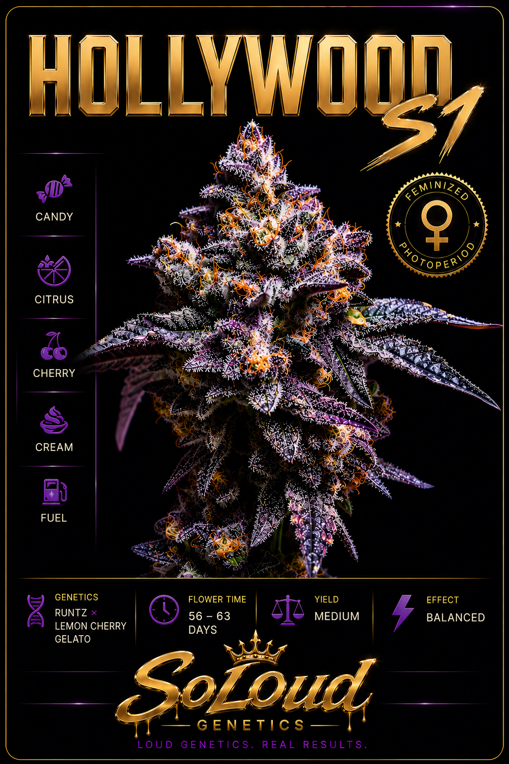 Hollywood s1 Feminized Seeds