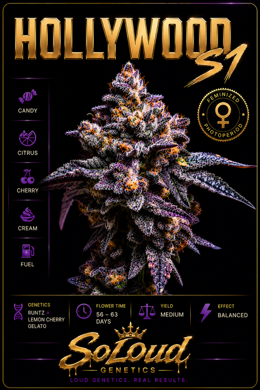 Hollywood s1 Feminized Seeds