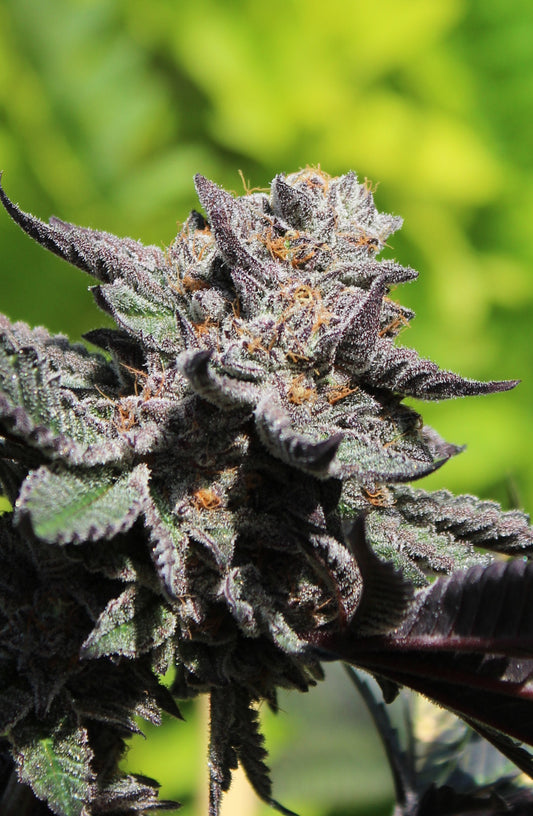 ICE CREAM CAKE S1 SEEDS