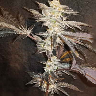In House Genetics 33rd Degree