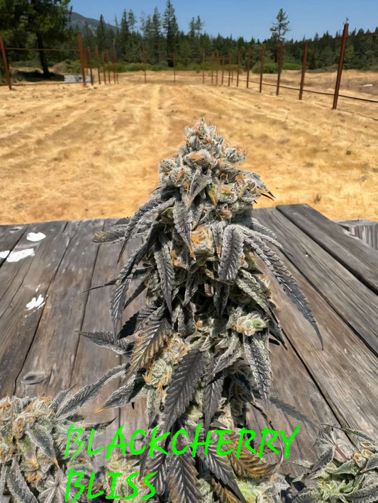 BLACK CHERRY BLISS FEM — 3 PACK