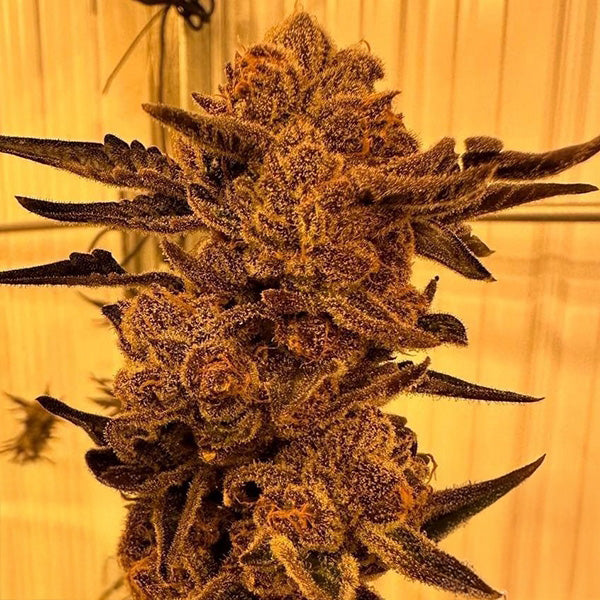In House Genetics IHG-BLCF-FEM-3