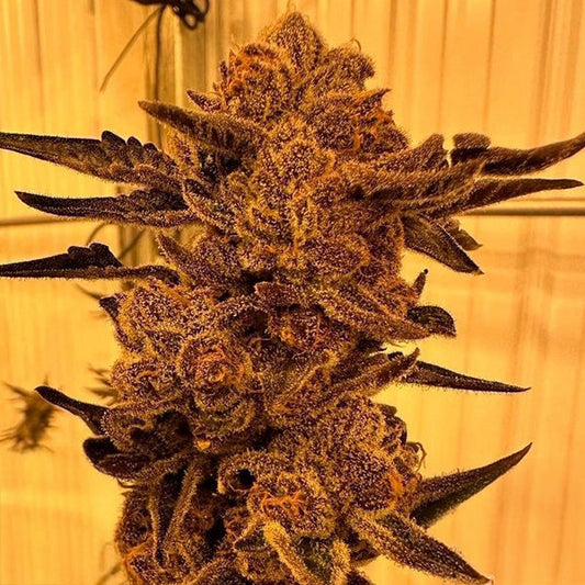 Black Cherry Flambe Feminized Seeds - 6 – In House Genetics