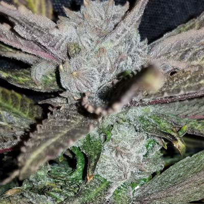 BLACK CHERRY PUNCH FEM — 3 PACK