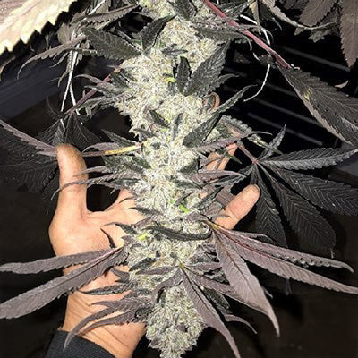 Cakes N Cream Feminized Seeds - 6 – In House Genetics
