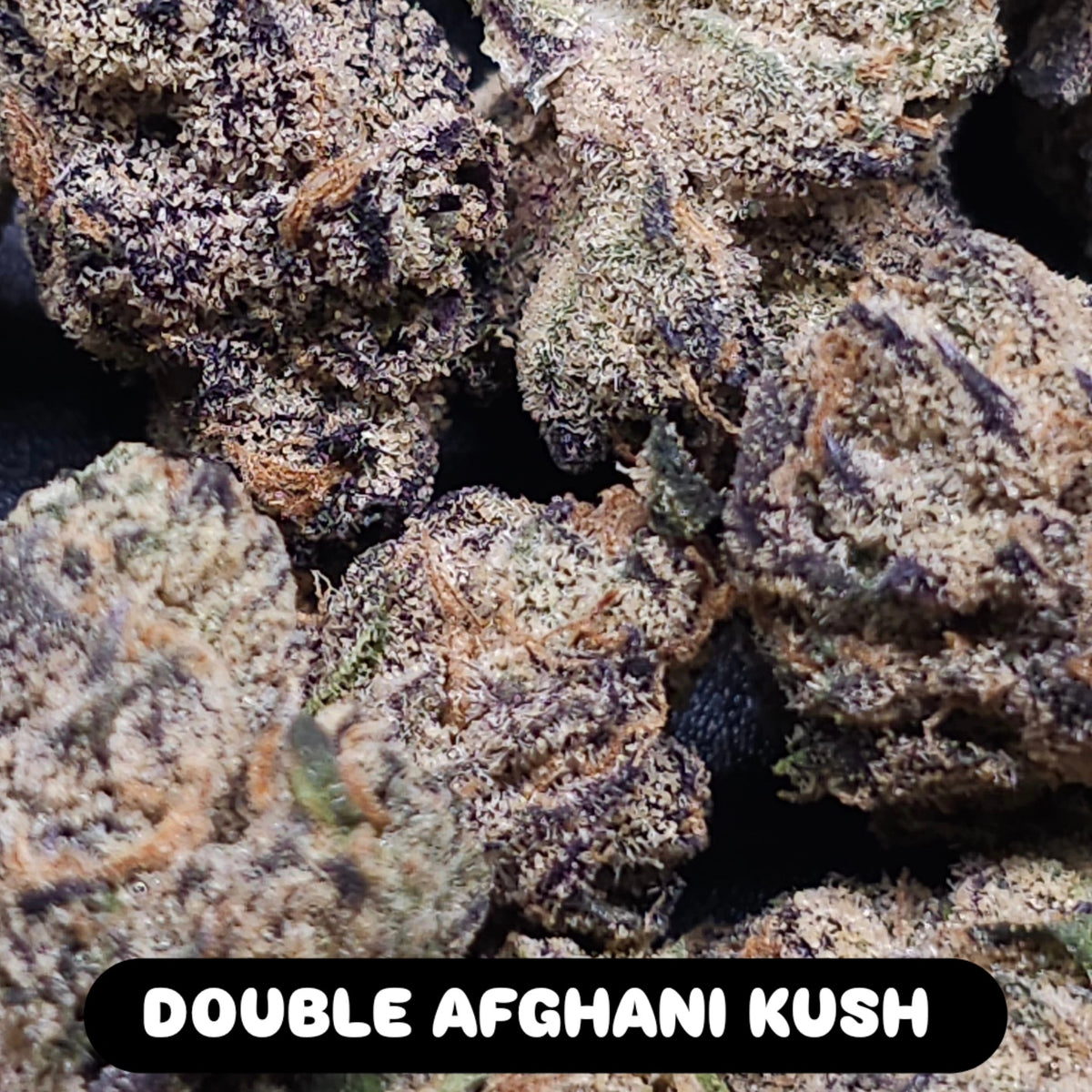 DOUBLE AFGHANI KUSH FEM — 3 PACK