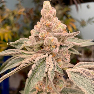 Dream Candy Feminized Seeds - 6 – In House Genetics
