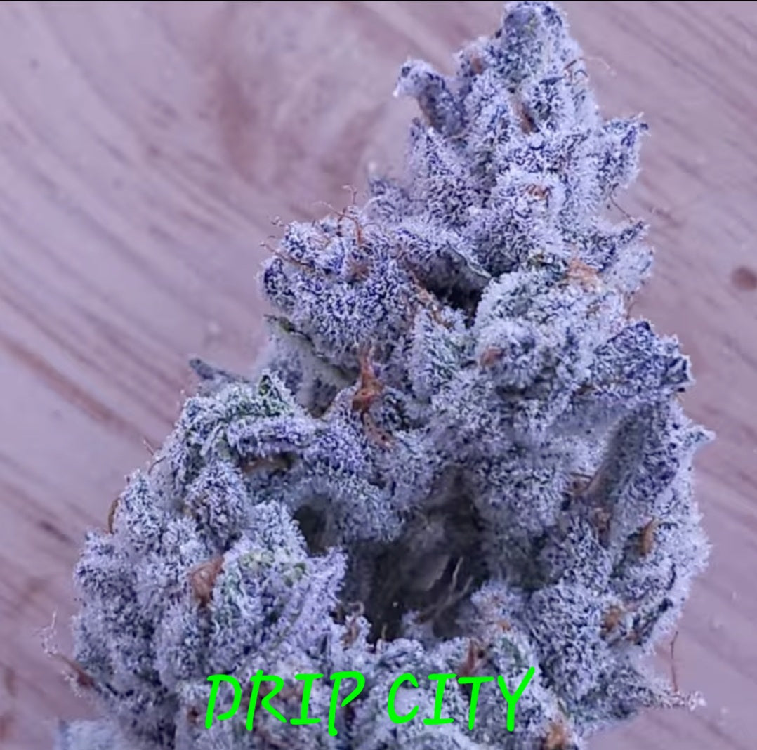 DRIP CITY FEM — 3 PACK