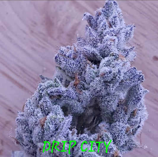 DRIP CITY FEM — 3 PACK