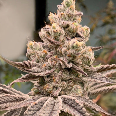 In House Genetics IHG-FRGR-FEM-3