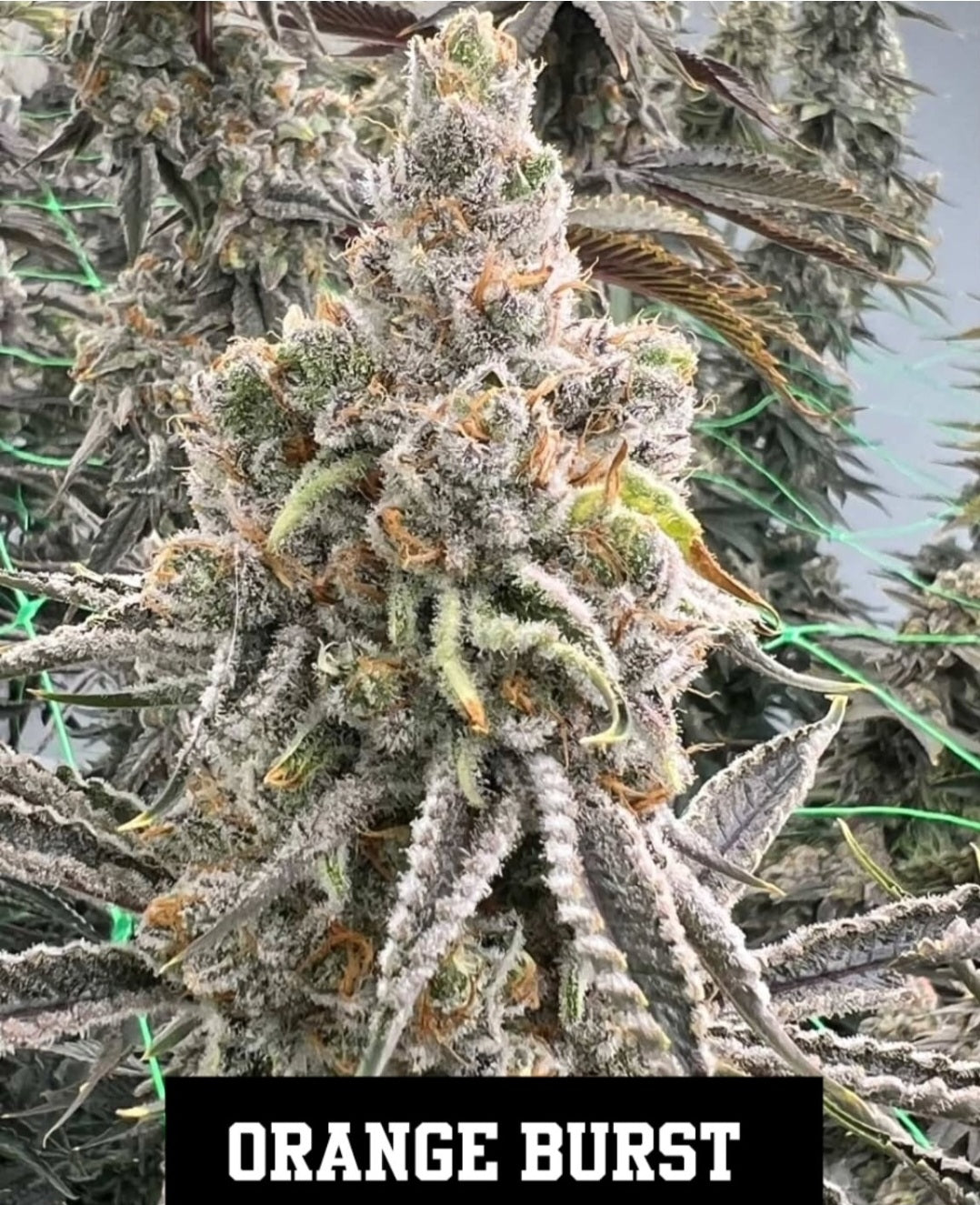 ORANGE BURST FEM — 3 PACK