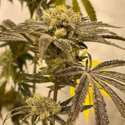 Platinumz Feminized Seeds - 6 – In House Genetics