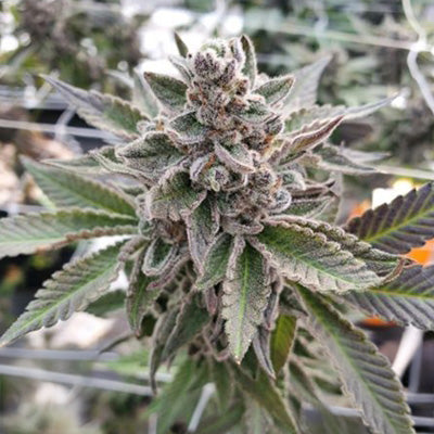 PLATINUM GARLIC FEM — 3 PACK