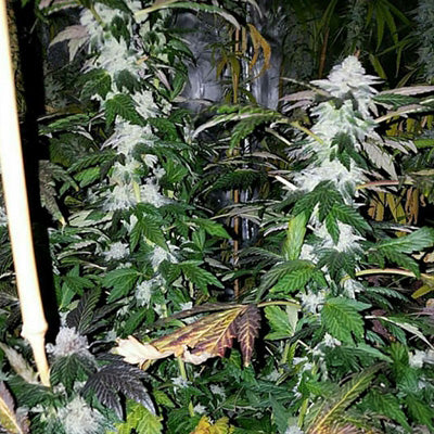 PLATINUM GORILLA FEM — 3 PACK