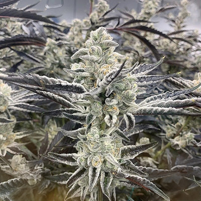 PLATINUM KUSH BREATH REMIX FEM — 3 PACK