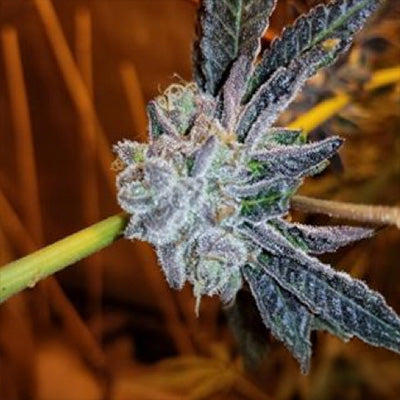PLATINUM PURPLE CANDY FEM — 3 PACK