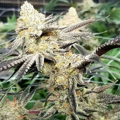 PLATINUM SCOUT V2 FEM — 3 PACK