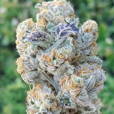 SLURRICANE FEM — 3 PACK
