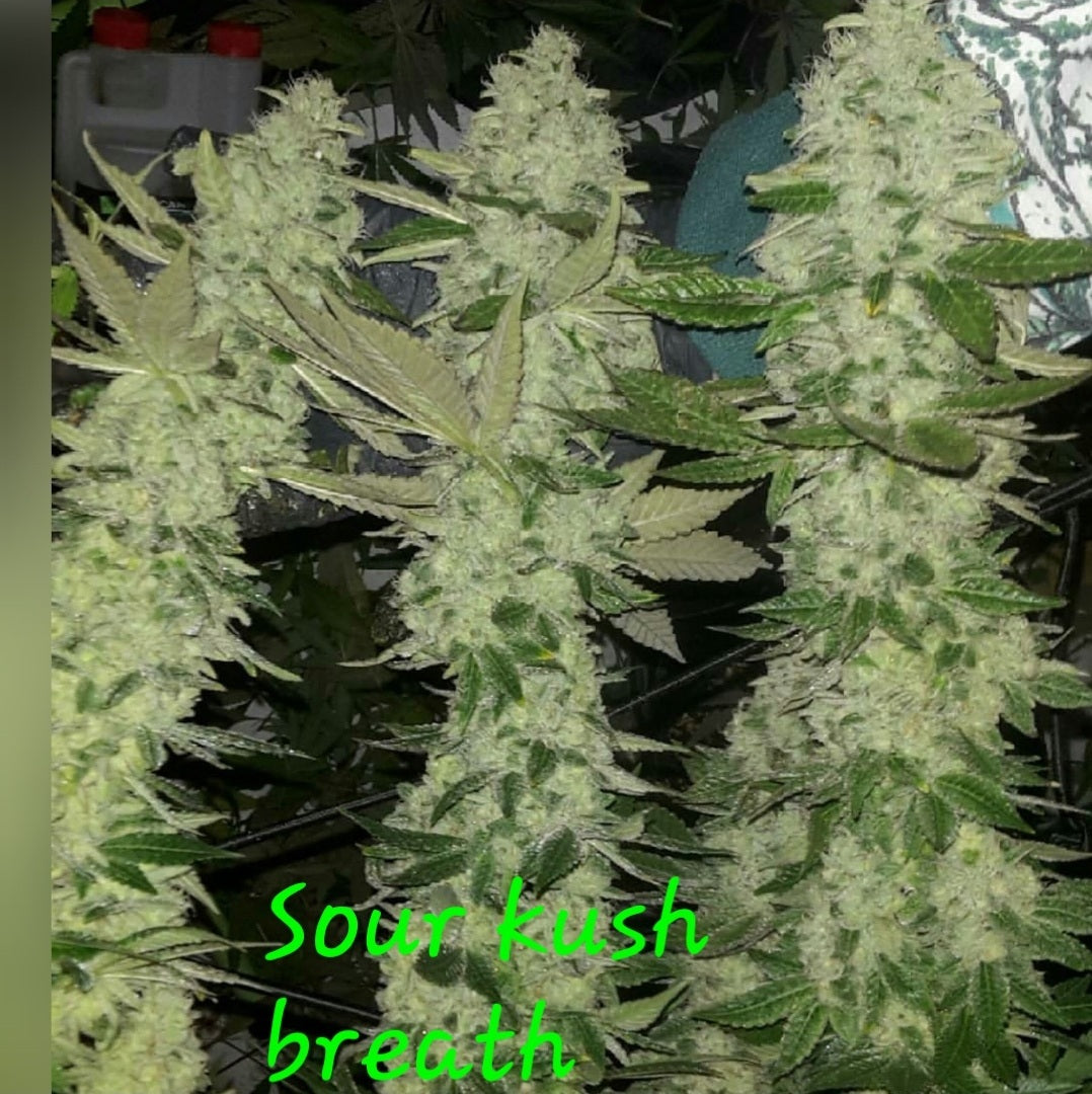 SOUR KUSH BREATH FEM — 3 PACK